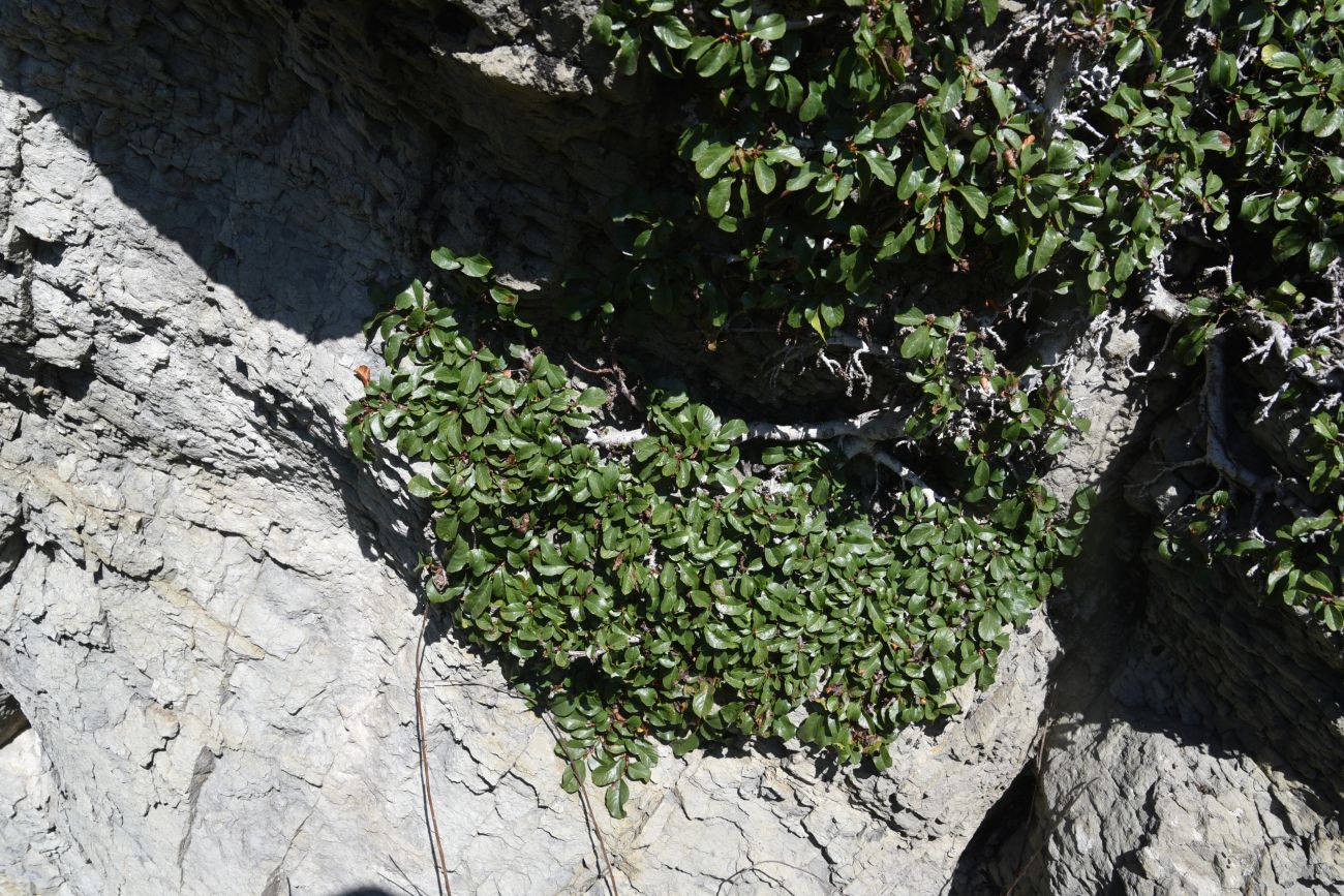 Image of Rhamnus depressa specimen.