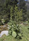 Veratrum album