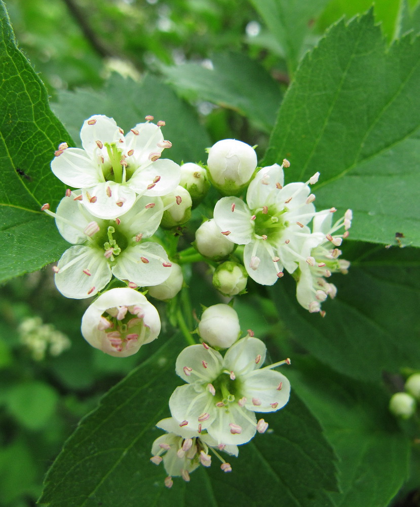 Image of Crataegus sanguinea specimen.