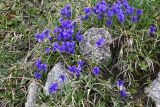 Viola altaica