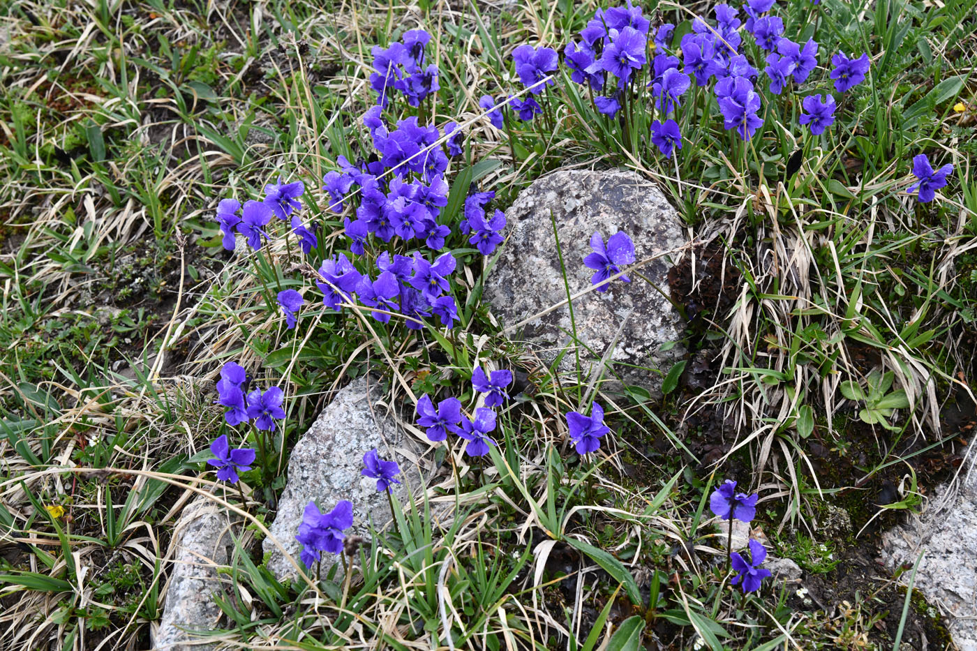 Image of Viola altaica specimen.