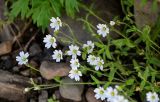 Cerastium jenisejense