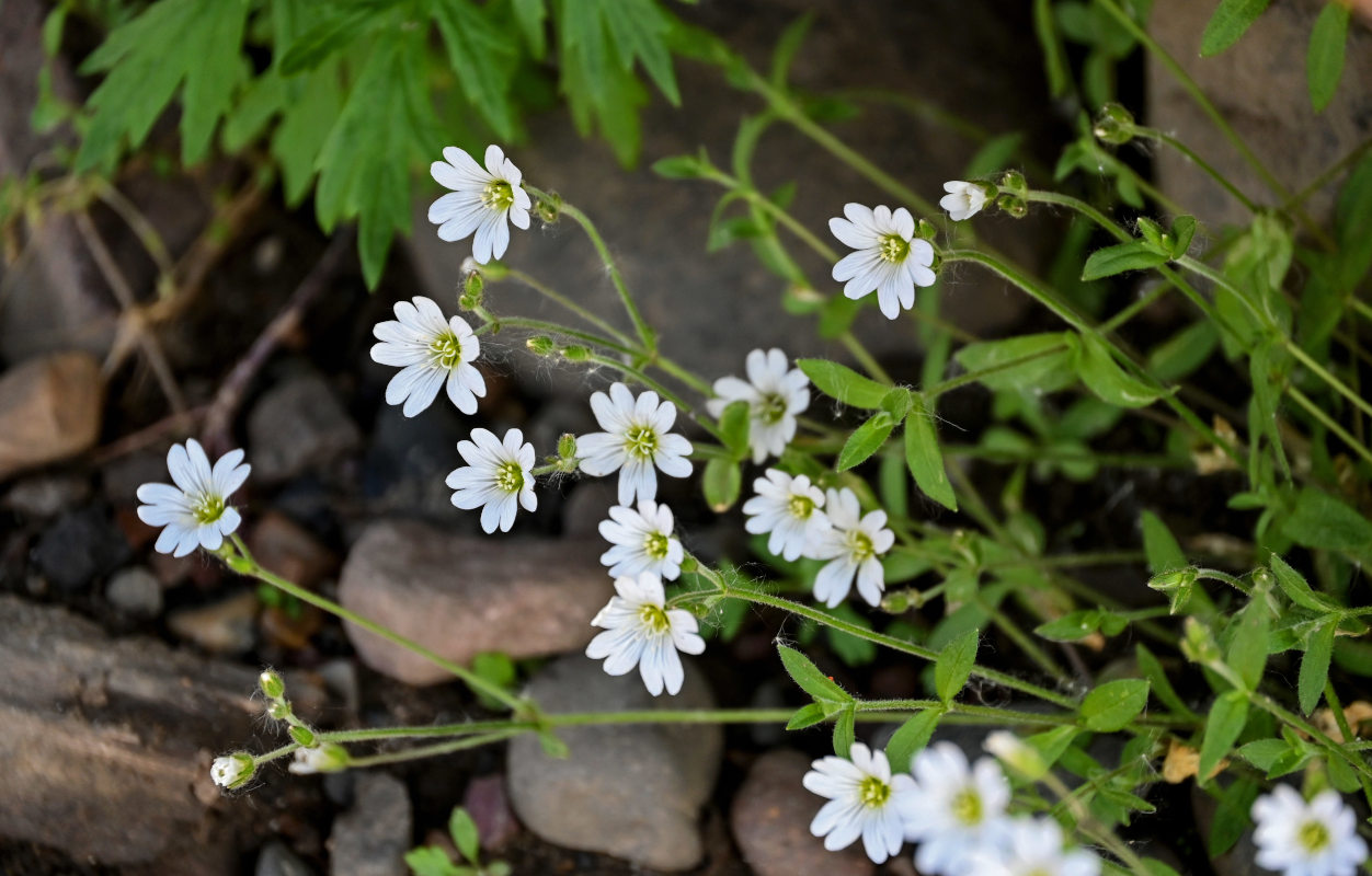 Image of Cerastium jenisejense specimen.