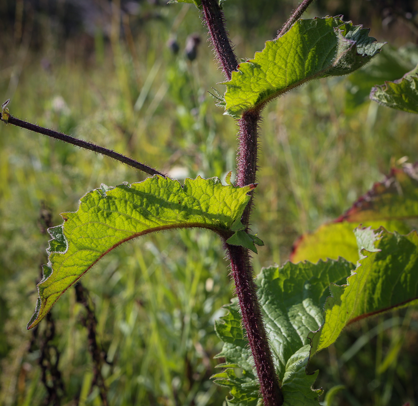 Image of Crepis sibirica specimen.