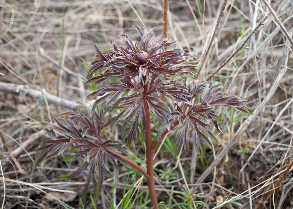 Image of Paeonia hybrida specimen.