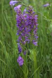 Dactylorhiza × vogtiana