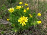 Adonis vernalis. Цветущее растение. Самарская обл., Похвистневский р-н, вершина западного склона горы Копейка, степь. 03.05.2023.