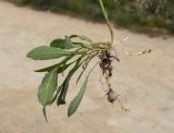 Sonchus bulbosus