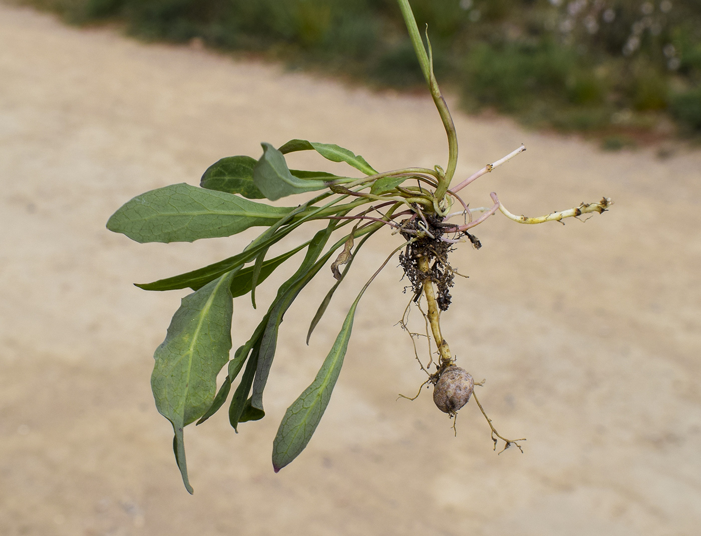 Изображение особи Sonchus bulbosus.