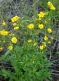 Ranunculus acris