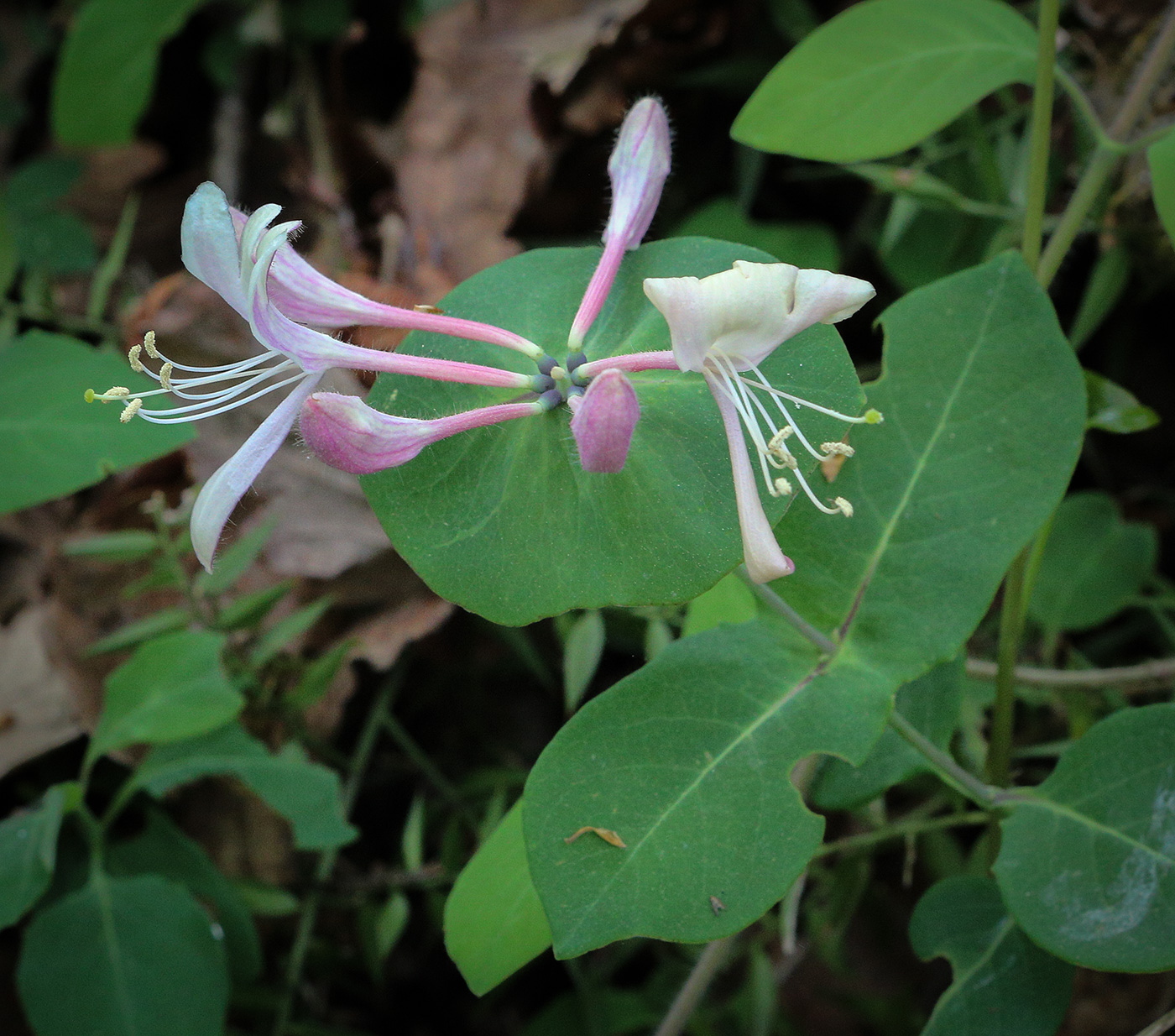 Image of Lonicera caprifolium specimen.
