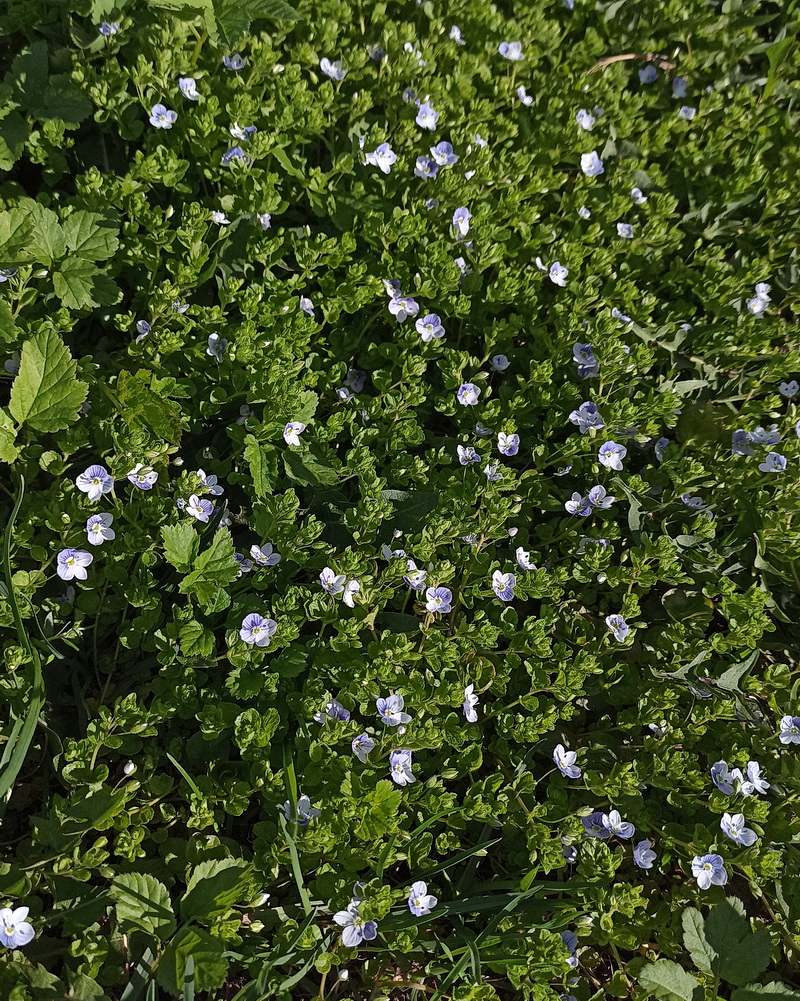 Image of Veronica filiformis specimen.