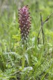 Pedicularis alberti