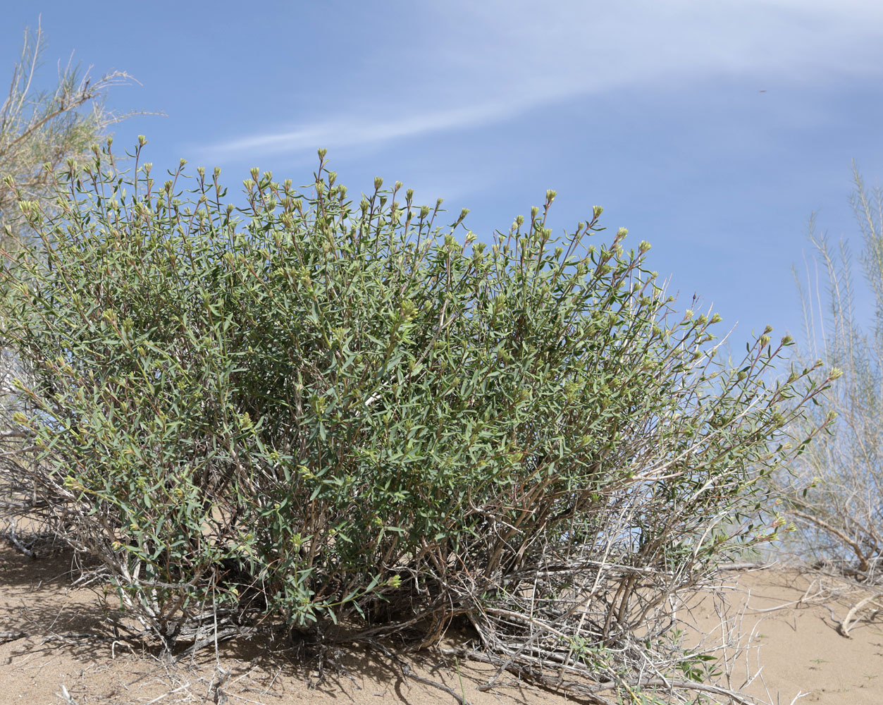 Image of Dendrostellera ammodendron specimen.