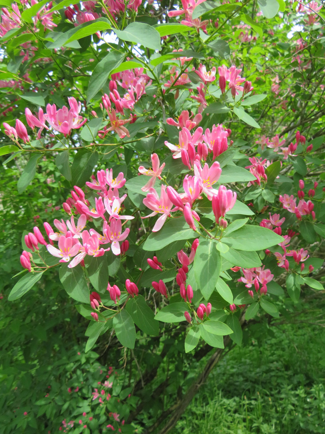 Image of Lonicera × bella specimen.