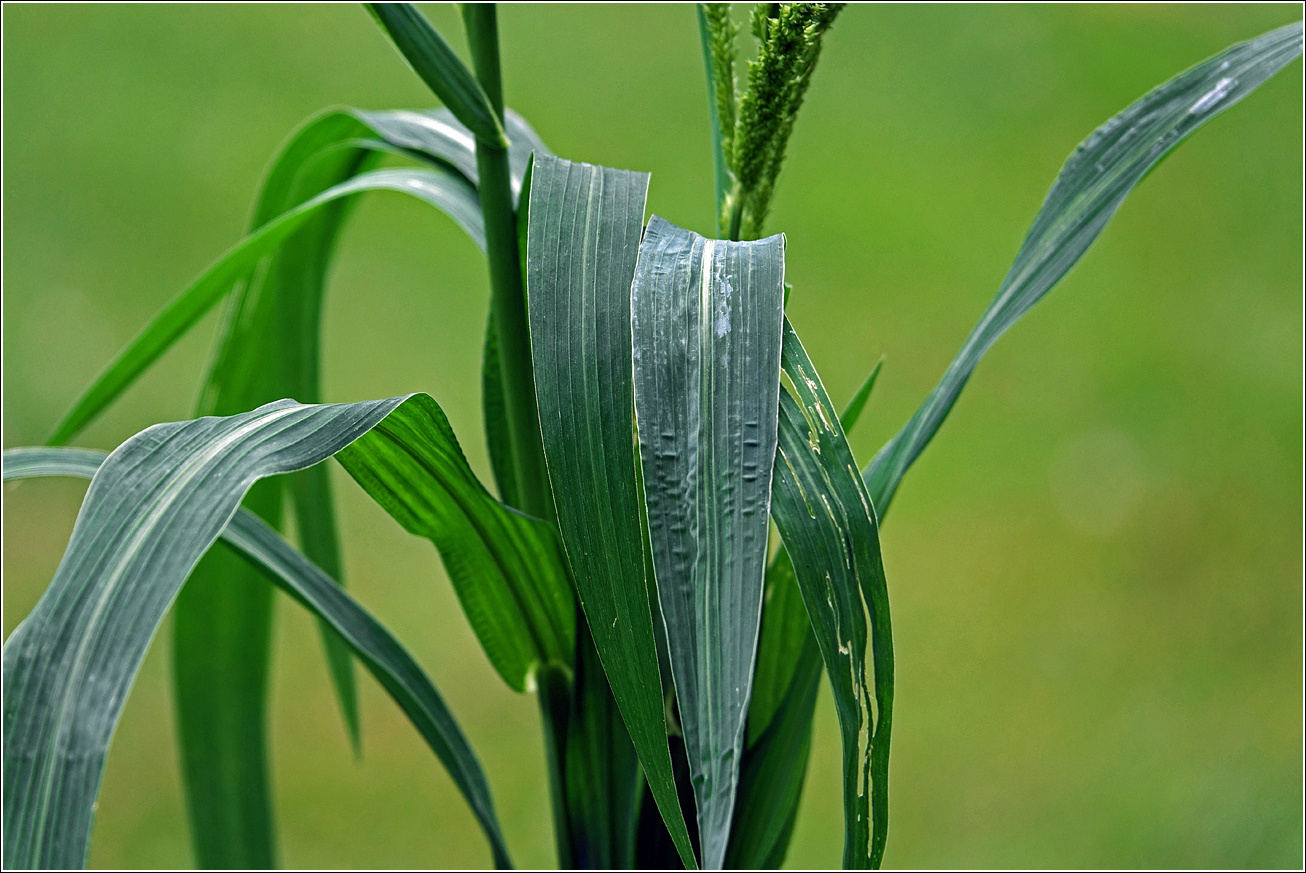 Image of genus Echinochloa specimen.