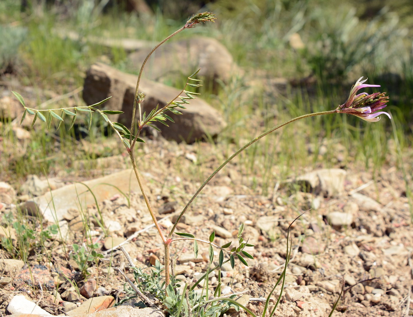 Изображение особи Astragalus bosbutooensis.