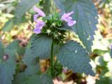Ballota nigra