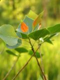 Populus nigra