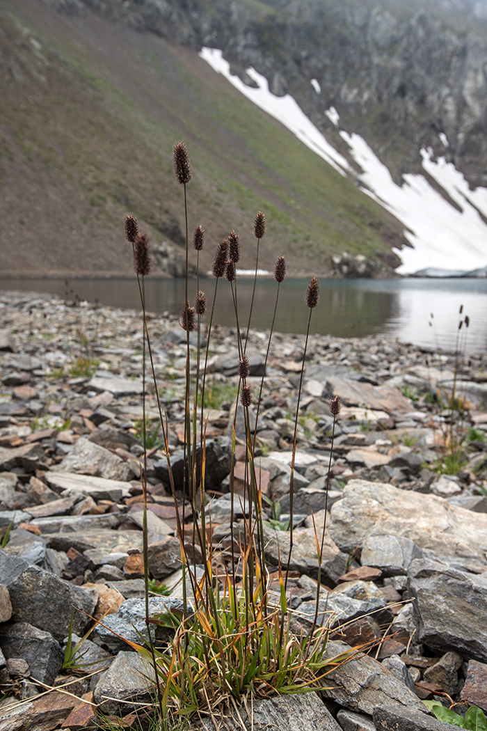 Изображение особи Phleum alpinum.