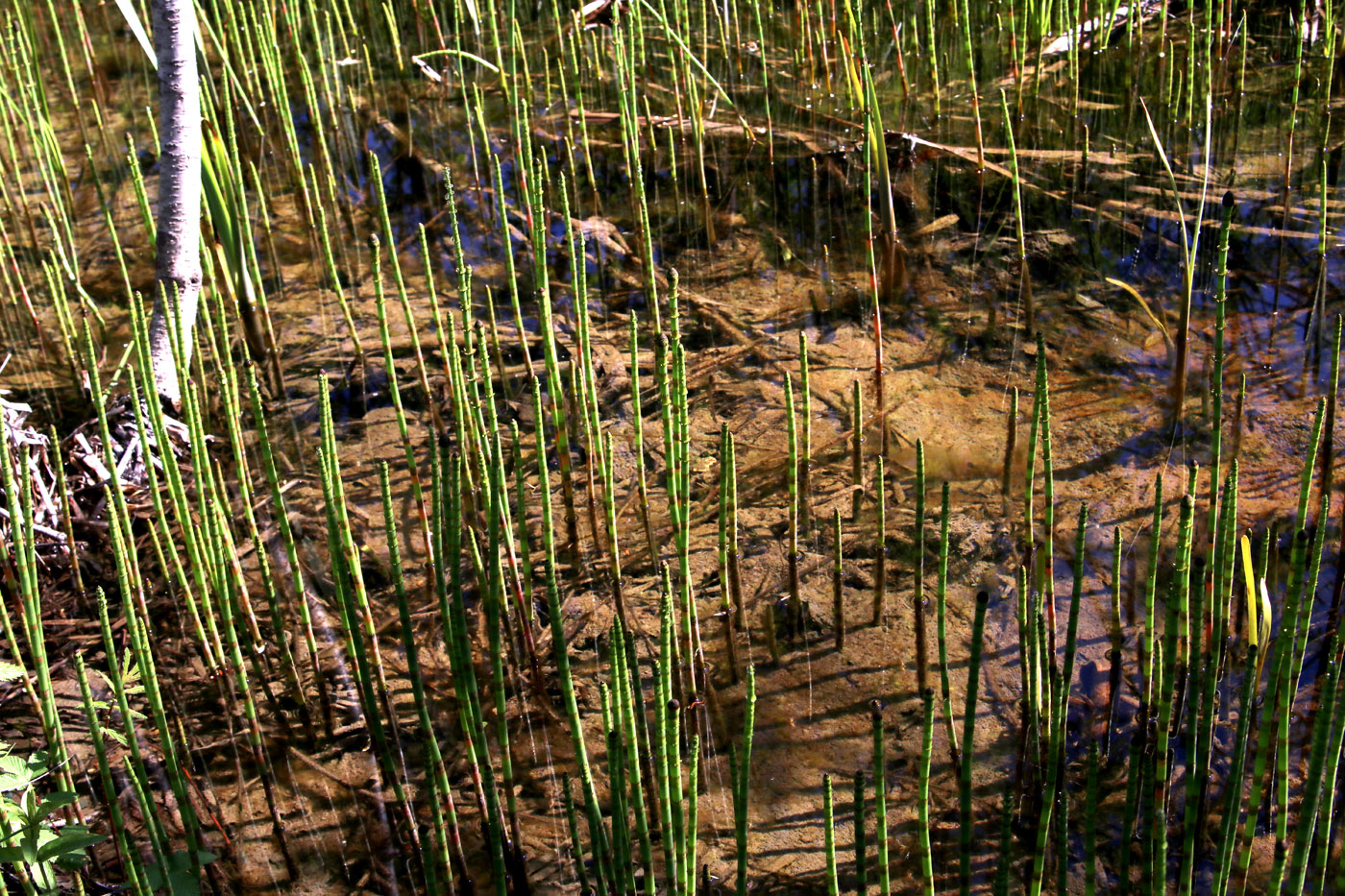 Изображение особи Equisetum fluviatile.