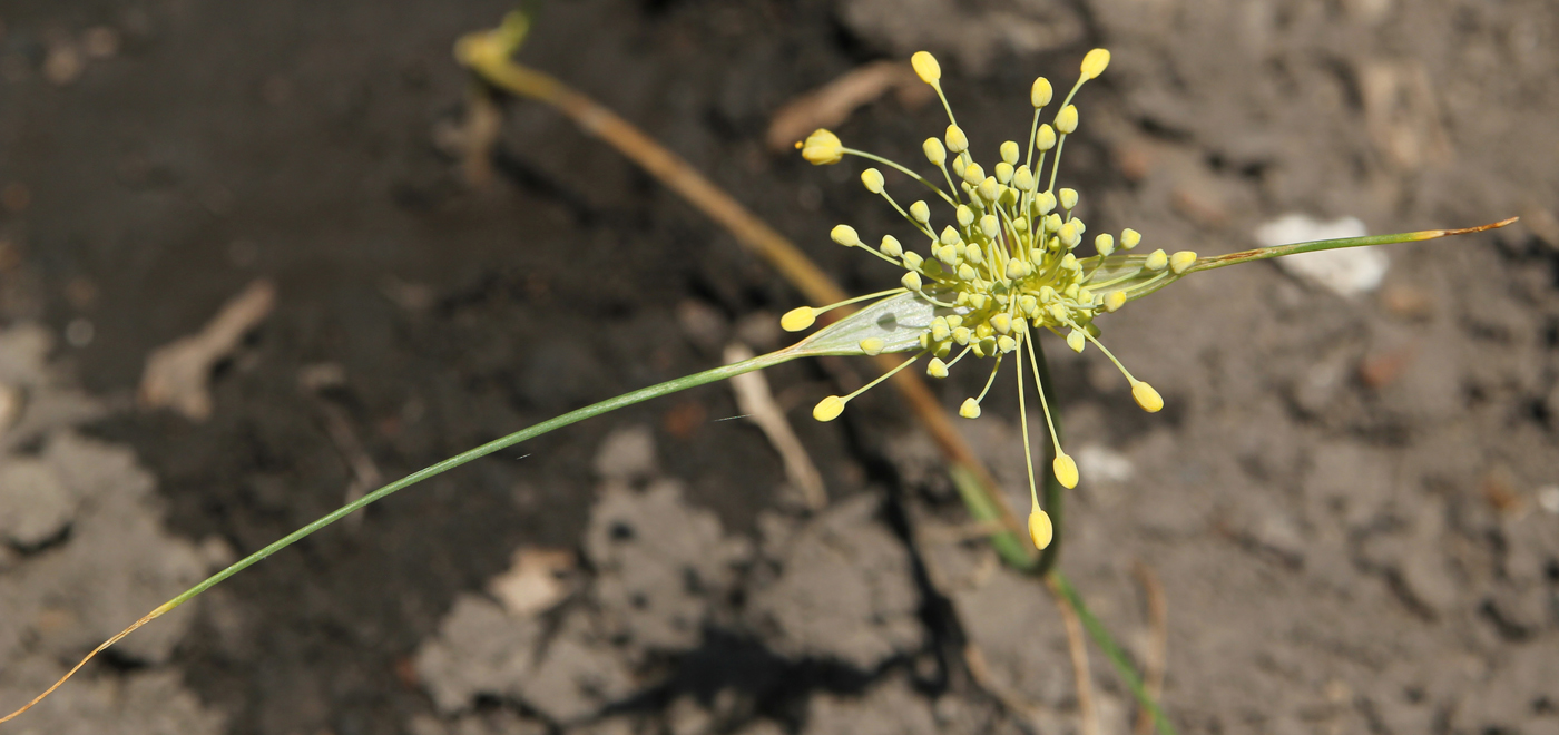 Изображение особи Allium flavum.