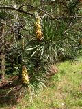 Pinus sylvestris. Побеги с мужскими шишками. Ленинградская обл., окр. пос. Ленинское, 5 июня 2005 г.