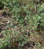 genus Lappula