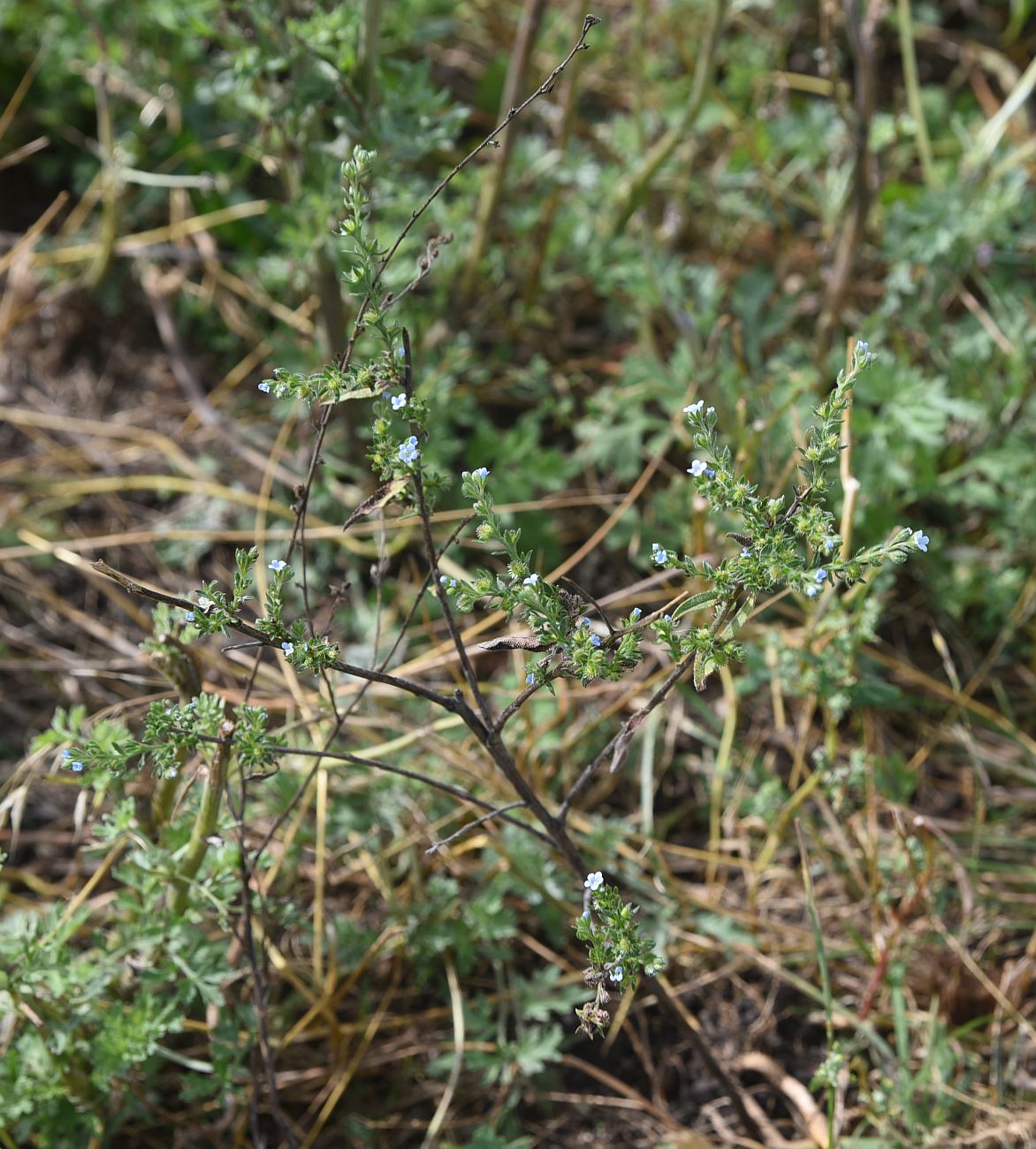 Image of genus Lappula specimen.