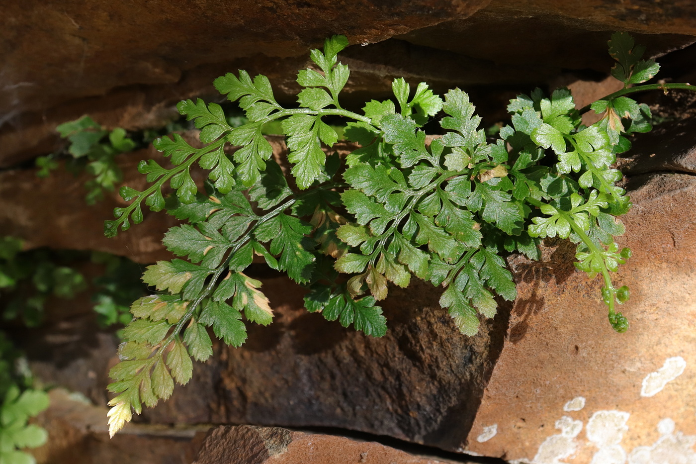 Изображение особи Asplenium billotii.