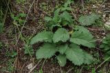 Salvia stepposa
