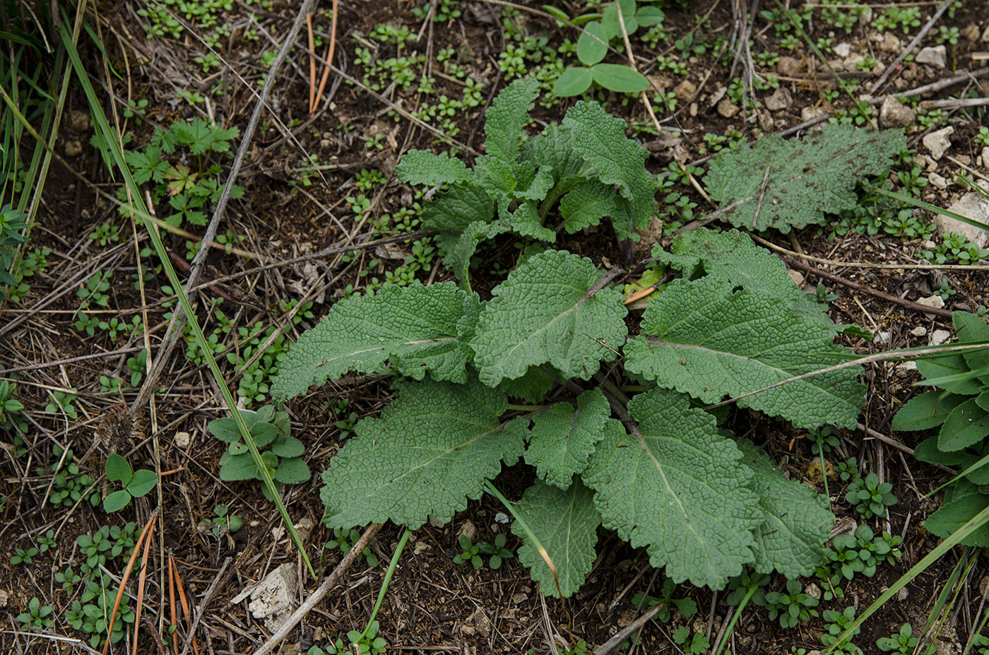 Image of Salvia stepposa specimen.