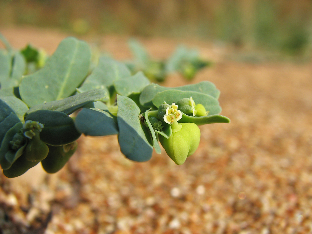 Изображение особи Euphorbia peplis.