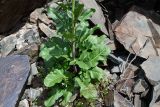 Sisymbrium brassiciforme