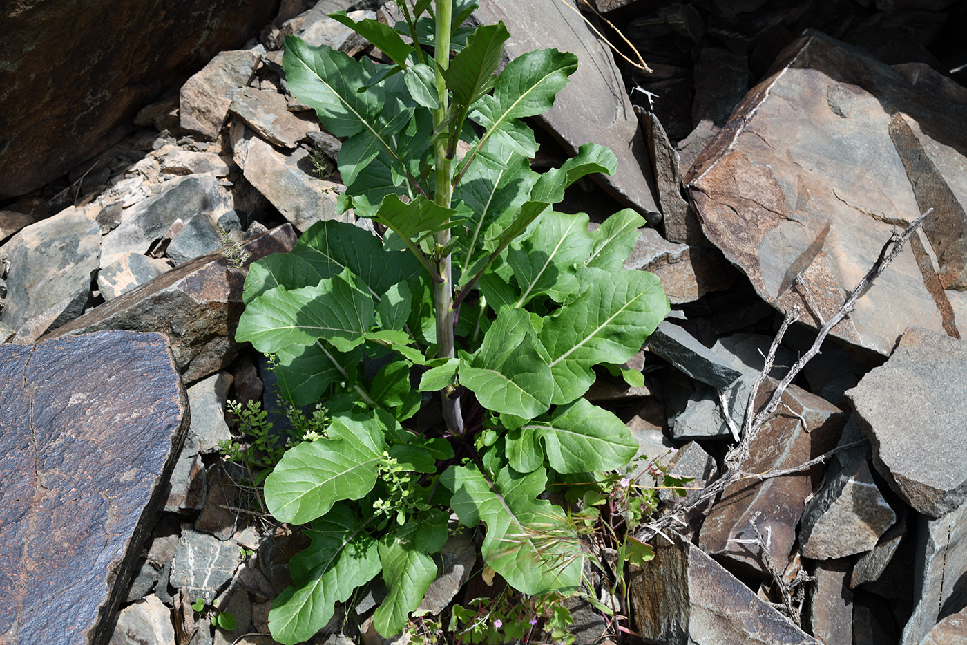 Image of Sisymbrium brassiciforme specimen.