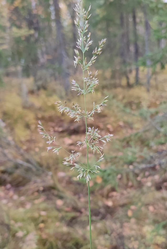Изображение особи Calamagrostis lapponica.