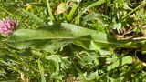 Trommsdorffia maculata