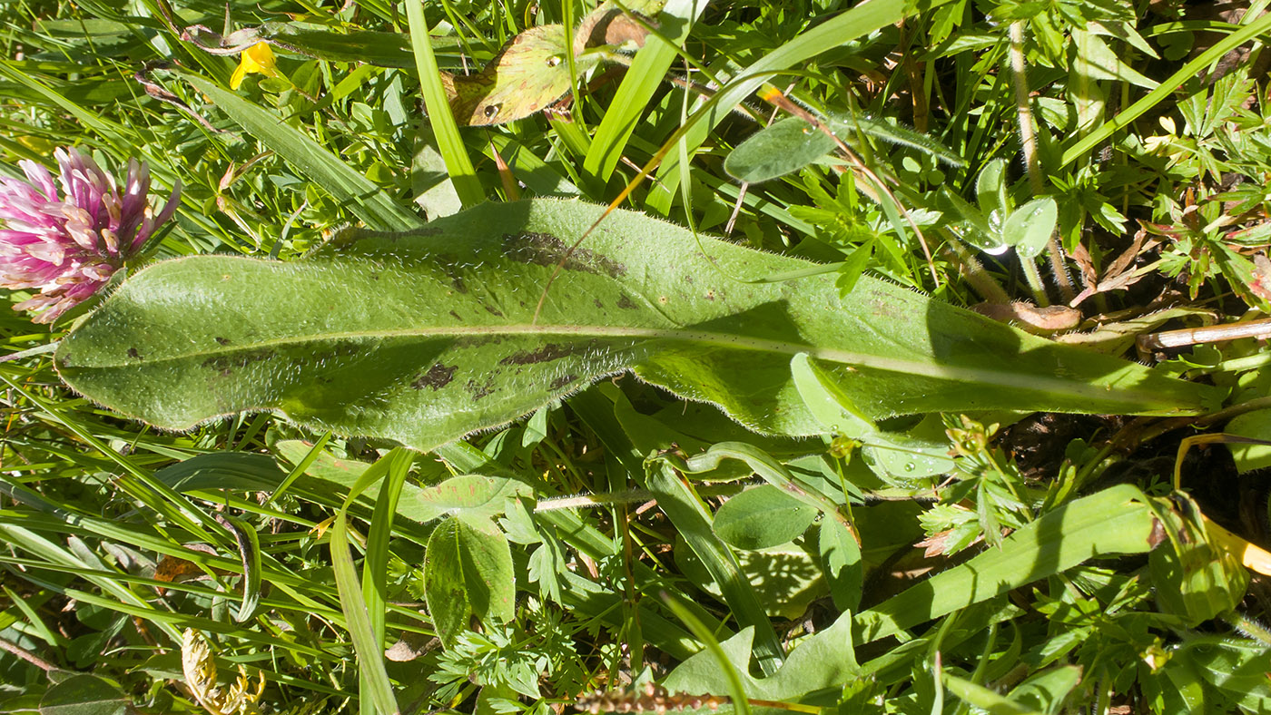 Изображение особи Trommsdorffia maculata.