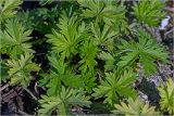 genus Potentilla. Листья. Москва. начало Ферганского проезда, лесопосадки вдоль МКАД. 18.04.2025.