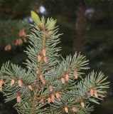 Pseudotsuga menziesii