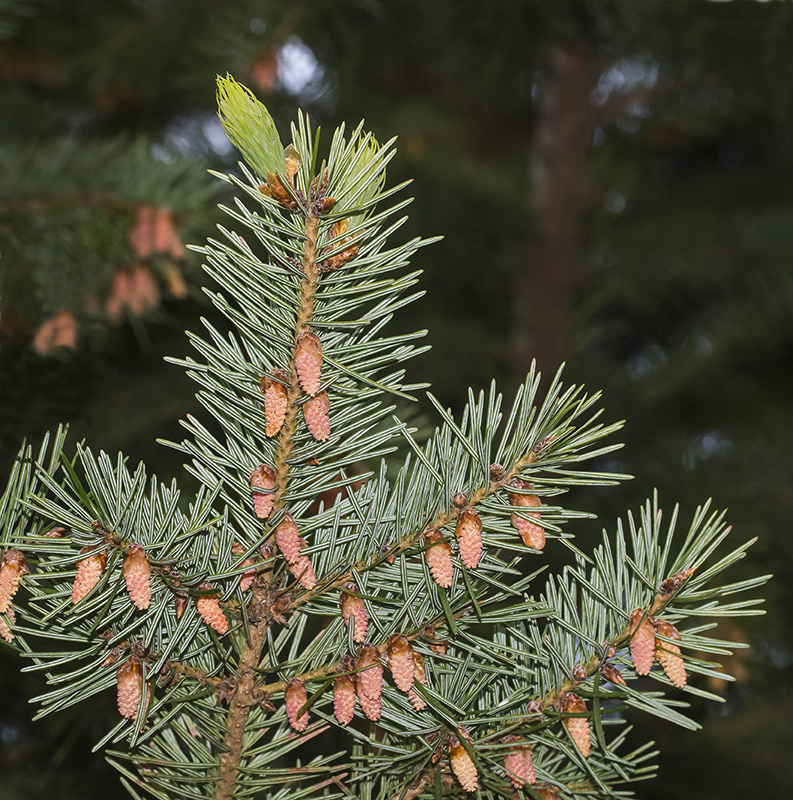 Image of Pseudotsuga menziesii specimen.