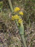 Thapsia villosa. Соцветие, развивающееся из пазушного листа (?). Испания, Каталония, пров. Жирона, комарка Баш Эмпорда, муниципалитет Паламос, гаррига на выходах скал. 18.05.2025.