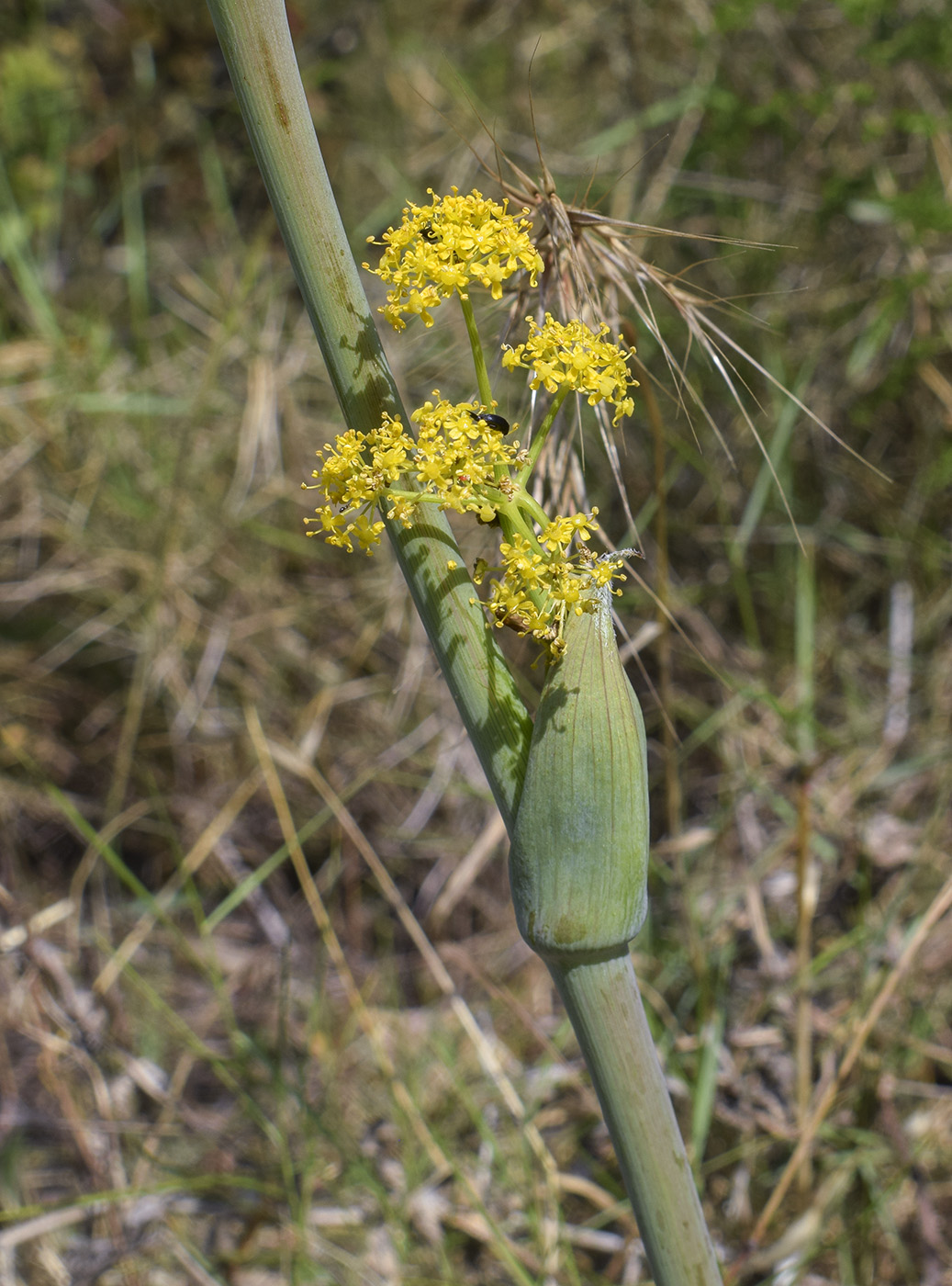 Image of Thapsia villosa specimen.