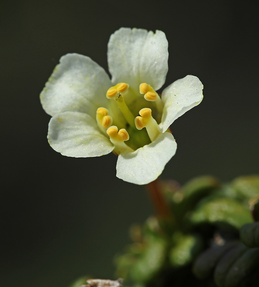 Image of Diapensia obovata specimen.
