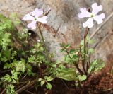 Ricotia lunaria