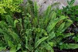 Nephrolepis cordifolia. Вайи вегетирующих растений. Китай, пров. Аньхой, дер. Хунцунь, в культуре. 28.05.2025.