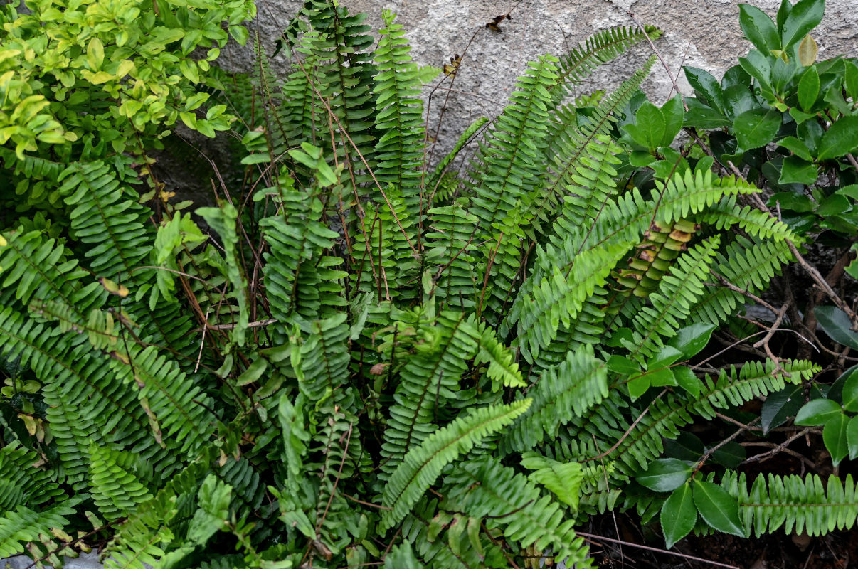 Изображение особи Nephrolepis cordifolia.