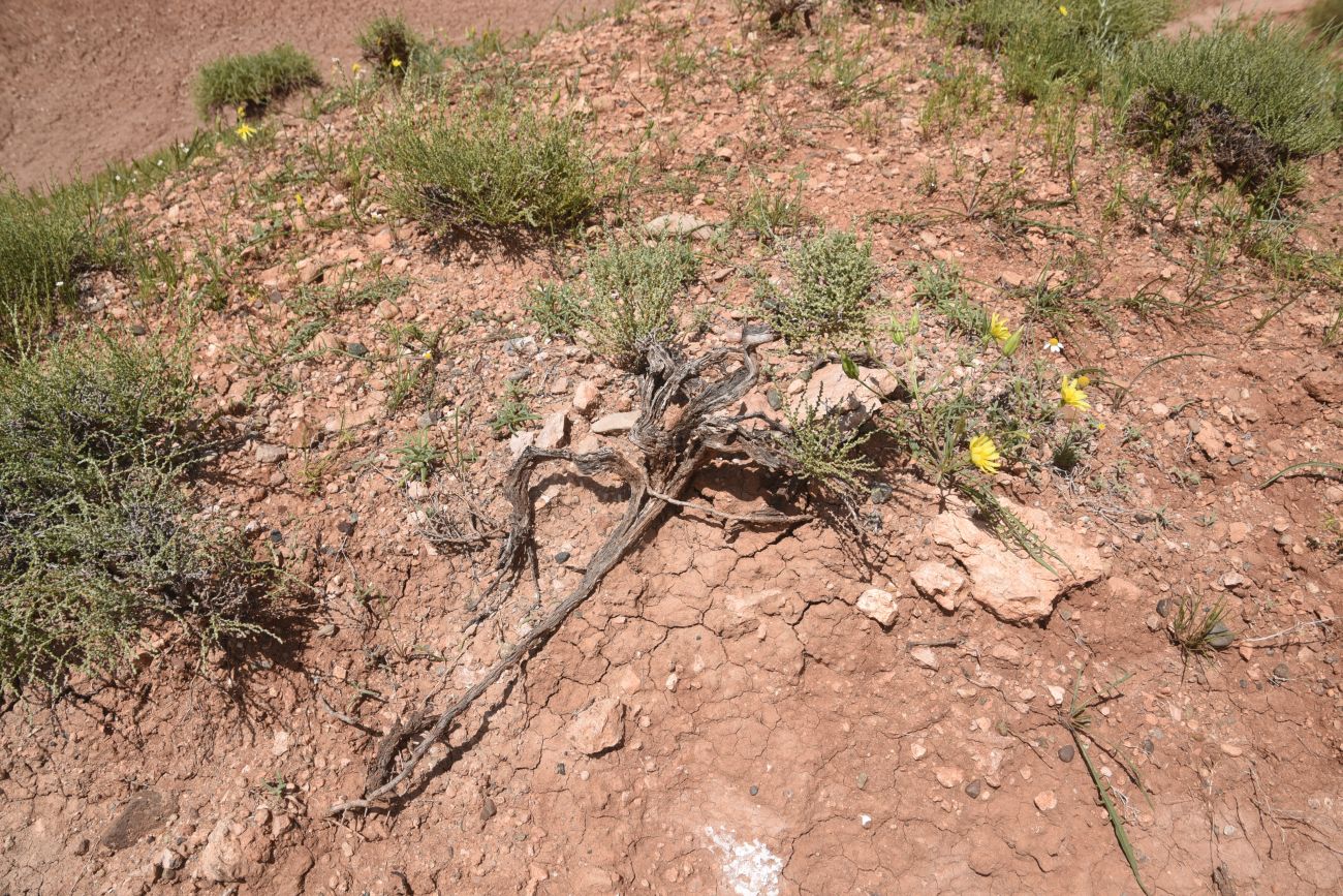 Image of familia Chenopodiaceae specimen.