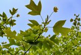 Liriodendron chinense