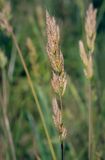 Bromus hordeaceus. Соплодие. Абхазия, г. Пицунда, разнотравный луг вдоль асфальтовой дороги. 09.06.2025.